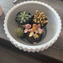 Succulent/Cacti Making Kit