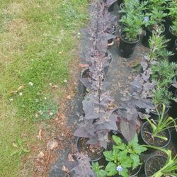 Garden Orache Each $5