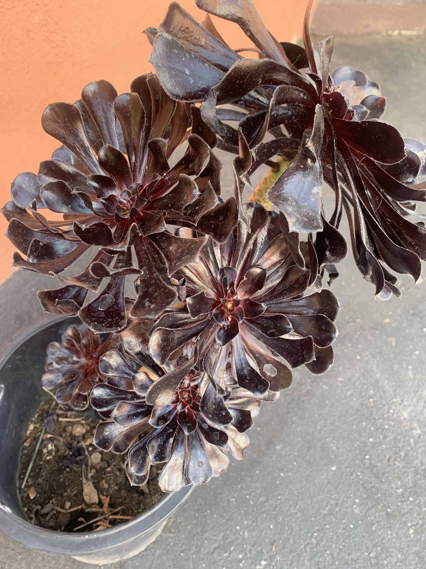Purple Succulent