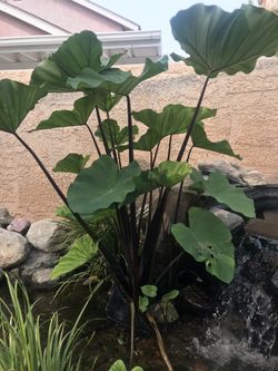 Elephant ear plant