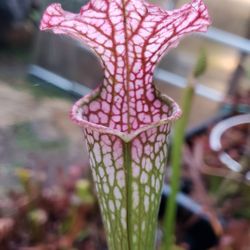 Cool Plants And Gorgeous Art / Gifts December 6, 10-3 @ NW Stream Center Everett