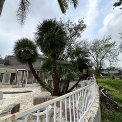 Palm Tree Group
