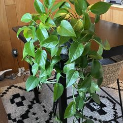 Pothos Plant