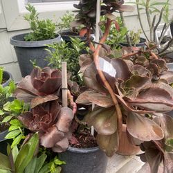 Plant For Sale