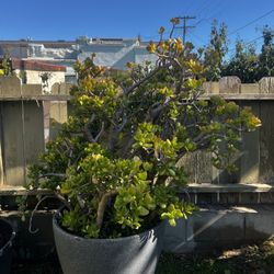 Jade (Crassula Ovata)