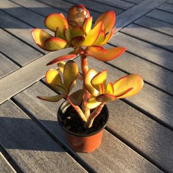 Jade Succulent Plant In 3” Pot