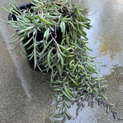 Ruby Necklace Succulent Plant -$10