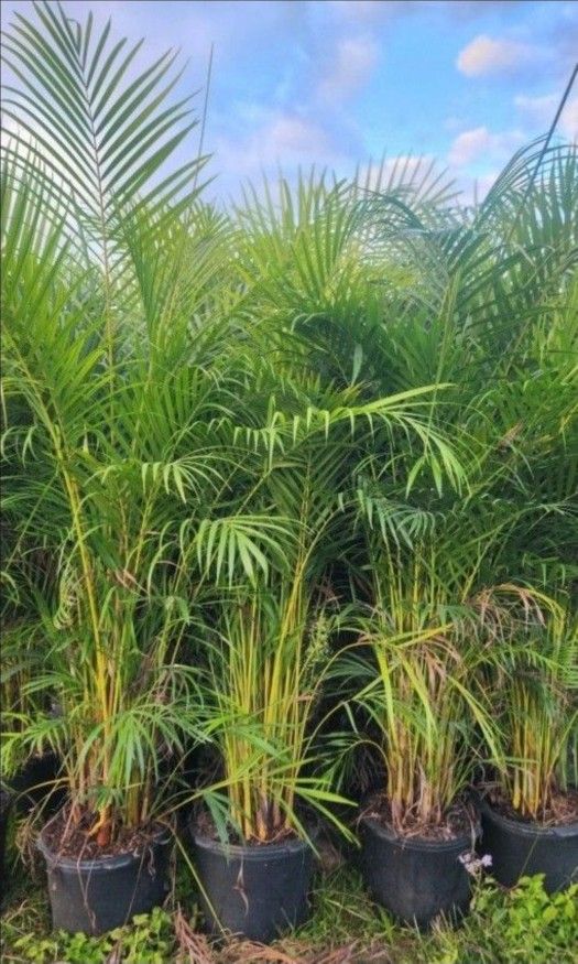 Beautiful Arecas Palms For Inmediate Privacy!!! 5-6 Feet Tall!