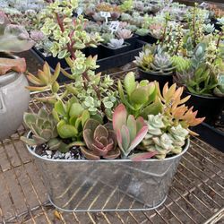 Succulent Plants And Arrangements in COVINA