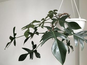 Rare Aroid Philodendron Florida Green plant/ indoor plant/ house plant/ flower patio garden