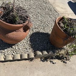 Large Terracotta Pots With Elephant Plants