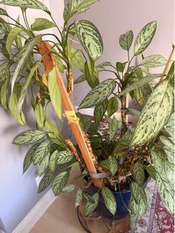 Plant for sale