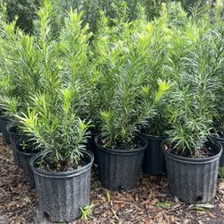 3 gallon podocarpus $9 each