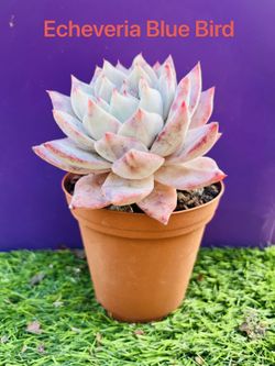 Echeveria Blue Bird Succulent live rooted
