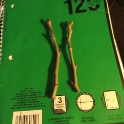 (2) Kieffer Pear Tree Cuttings