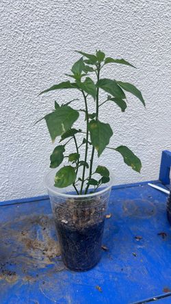 Planta chile chiltepin