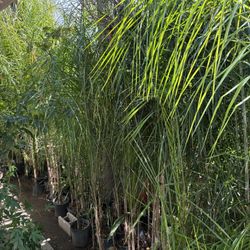 Queen Palm Trees 🌴 