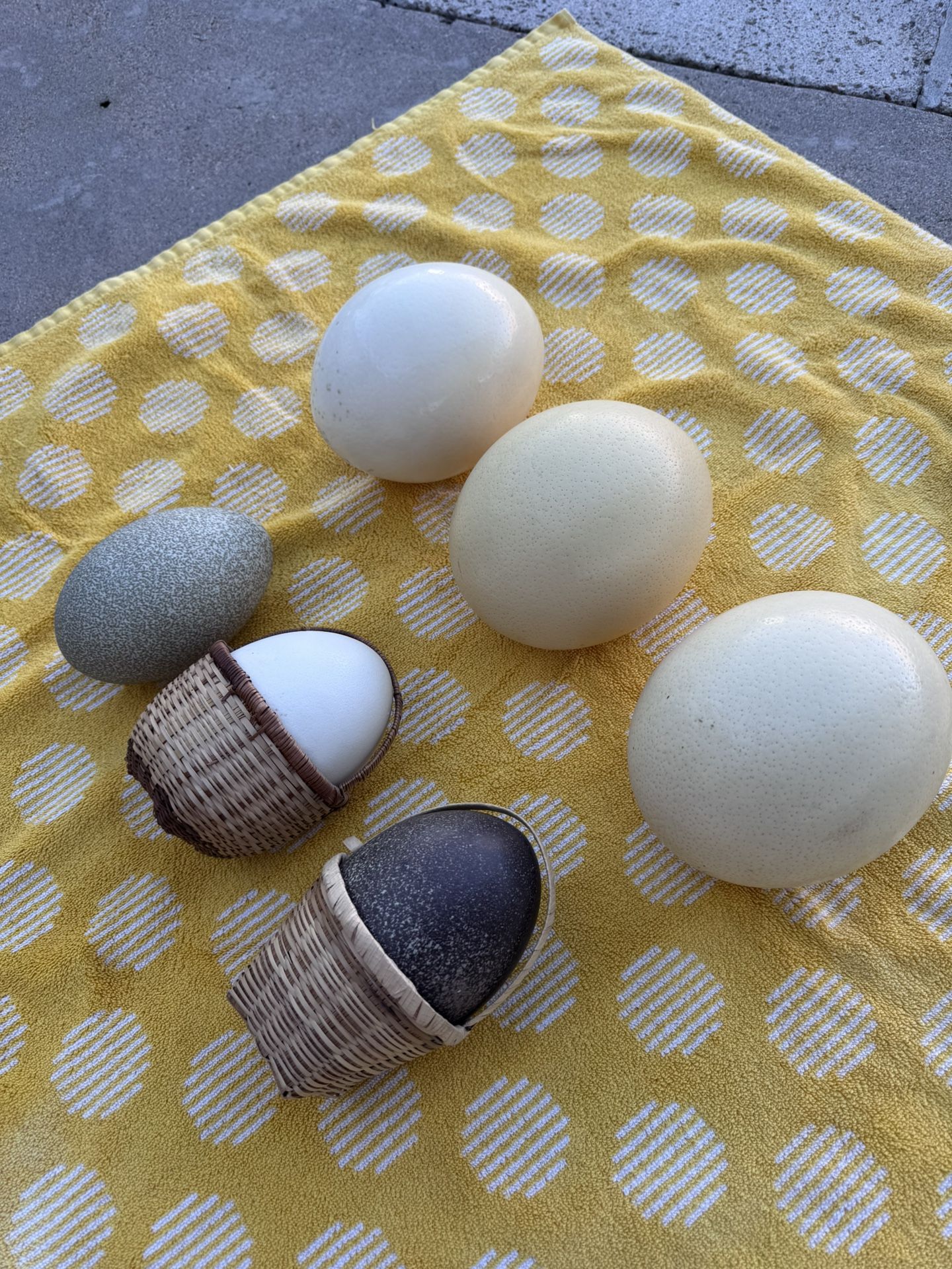 Ostrich And Emu Eggs - $10 Each
