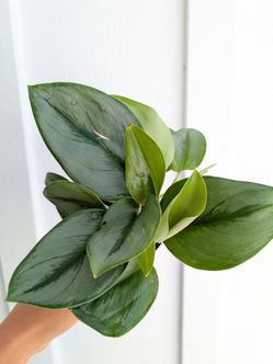 Scindapsus Treubii Moonlight Plant 4" Pot - Indoor House Plants