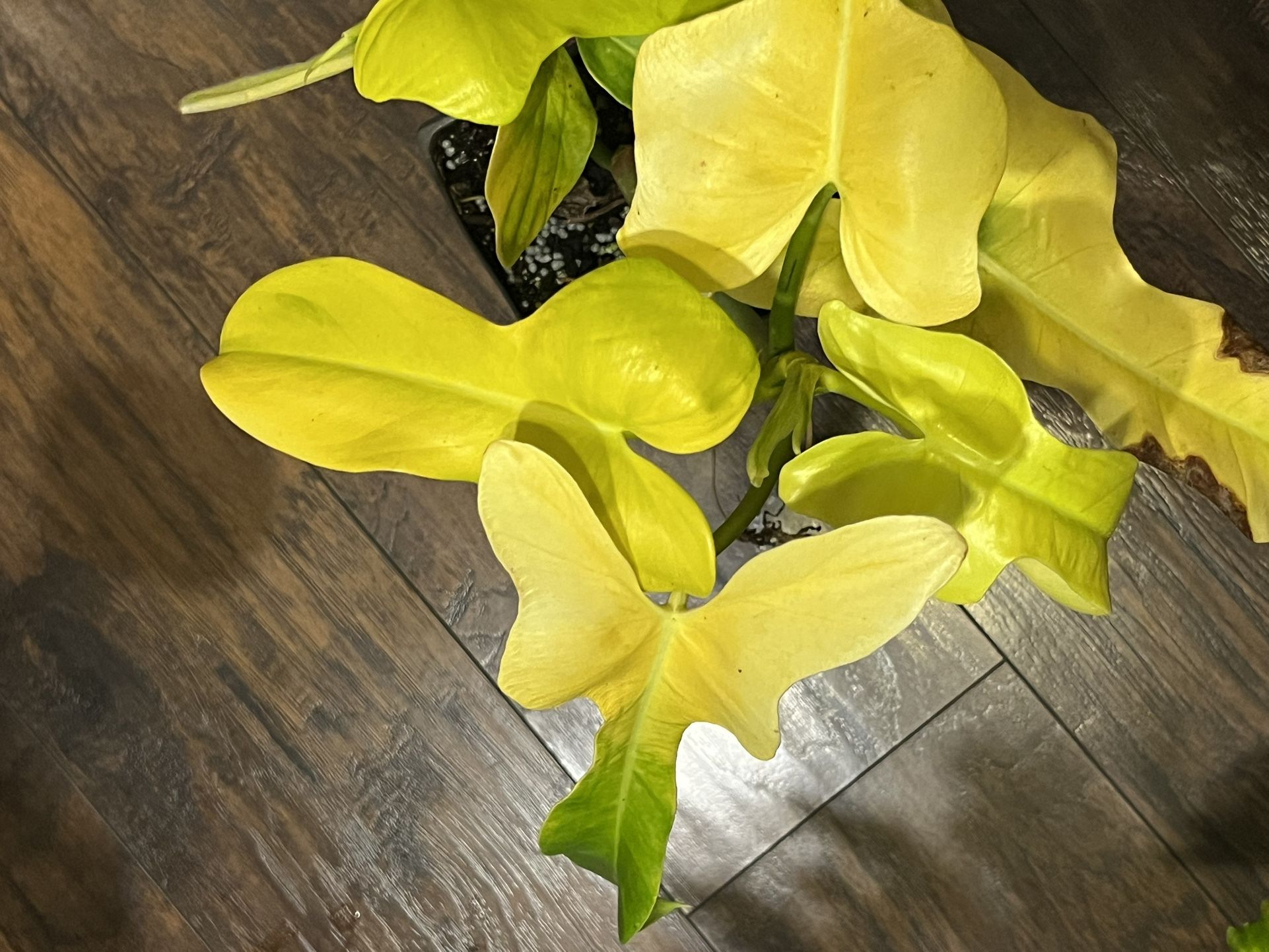 Golden Horseshoe Plant Cutting (pls Read Description Below