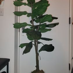 Faux Fiddle Leaf Plant