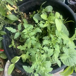 Big Plant Sale This Weekend Only , Sucullents, Aloe Vera, Plumeria, Cuban, Oregano, Baby Pumpkin Plants Great To Star  Your Garden, 