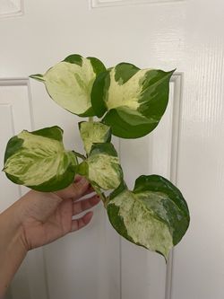 Manjula Pothos plant CUTTING