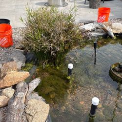 Free pond plants, Large rocks, Mosquito fish, Filters