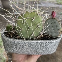 Plants
