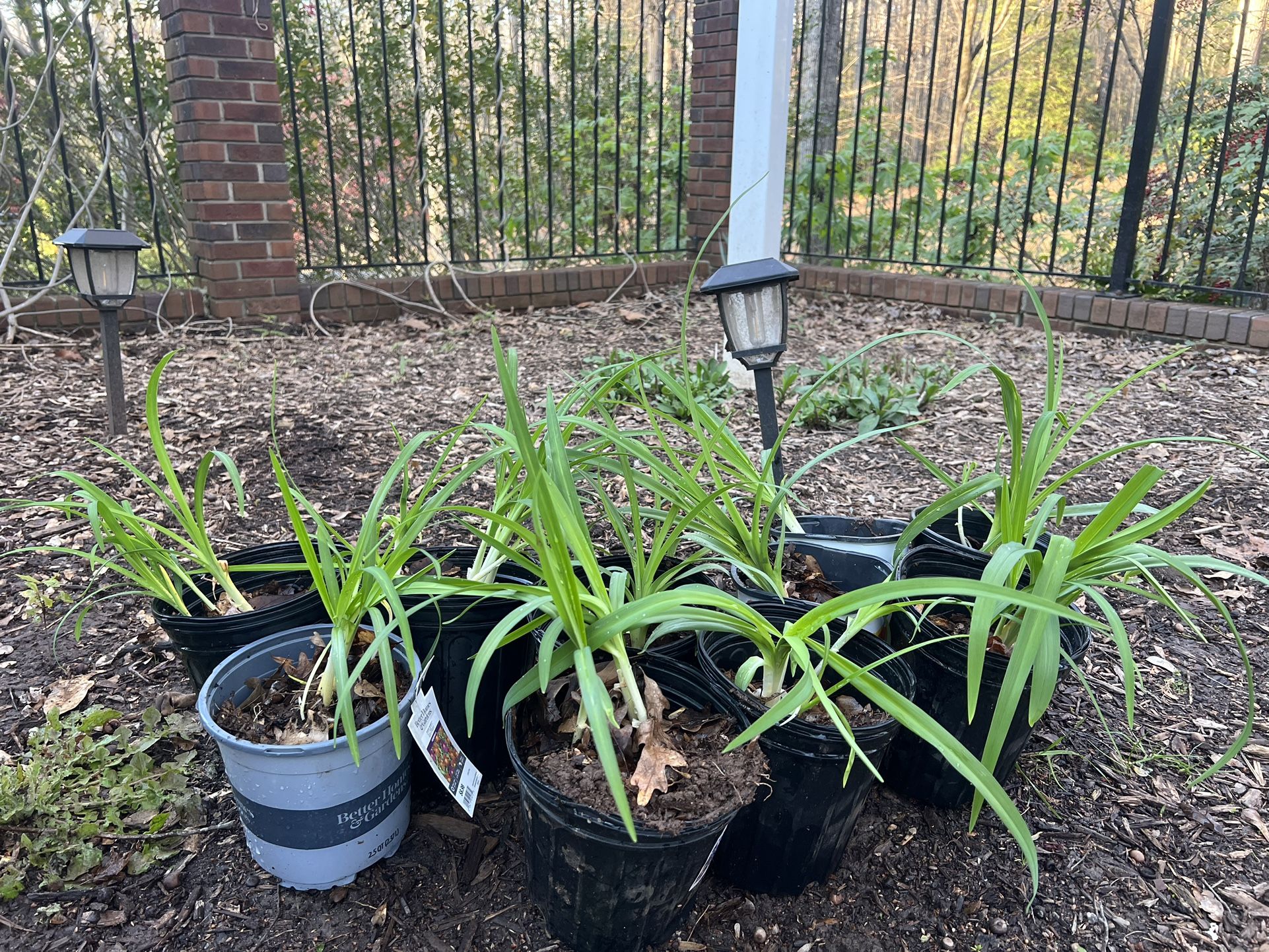 Daylily Plants $3 Each