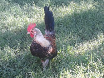Miniature Oegb and Dutch bantam