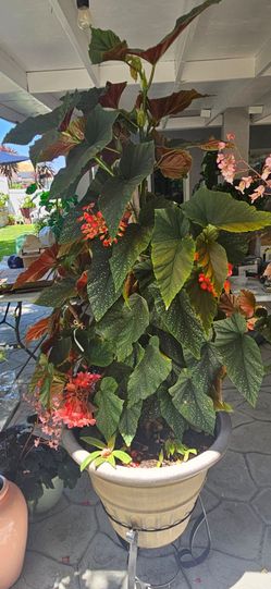 Beautiful plant