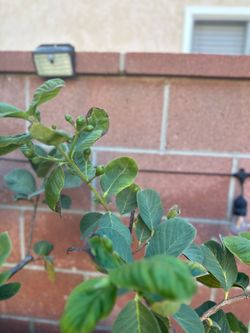 Taiwanese Seedless Guava (Oi Dai Loan)