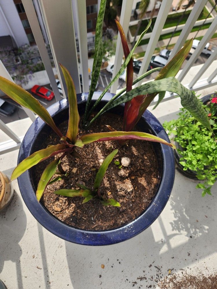 bromeliad plant and blue ceramic pot