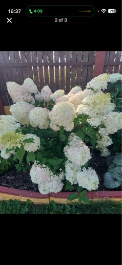 Pea gee hydrangea
