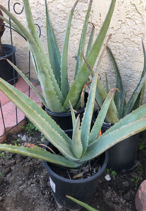 Beautiful aloe Vera plants 3 and up for Sale in Lake View Terrace, CA