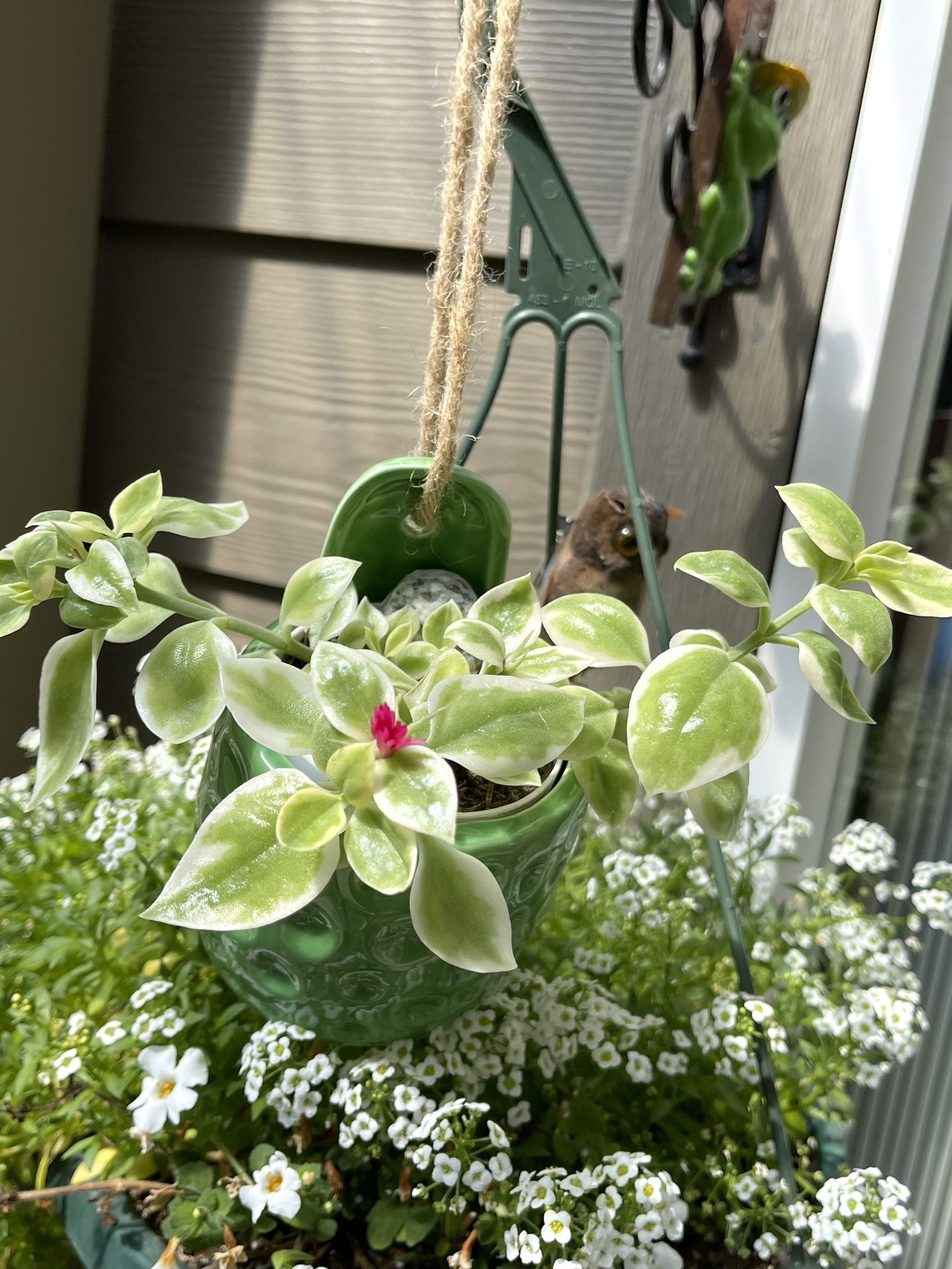 Blooming Succulent Variegated Baby Sun Rose In Hanging Ceramic Pot 3.5".