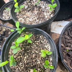 key lime/lemon seedlings