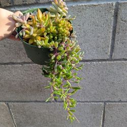 Succulents Arrangement