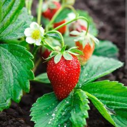 Strawberry  Plants  Plantas De Fresas 
