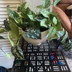 Tabletop Plant