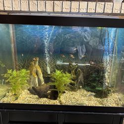 65 Gal Aquarium Terrarium