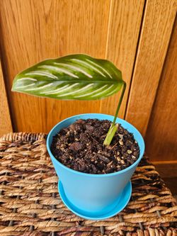 Calathea "Pinstripe" (Blue pot-A)