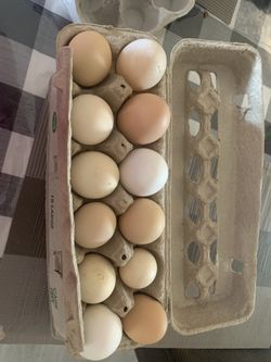 Fresh Eggs