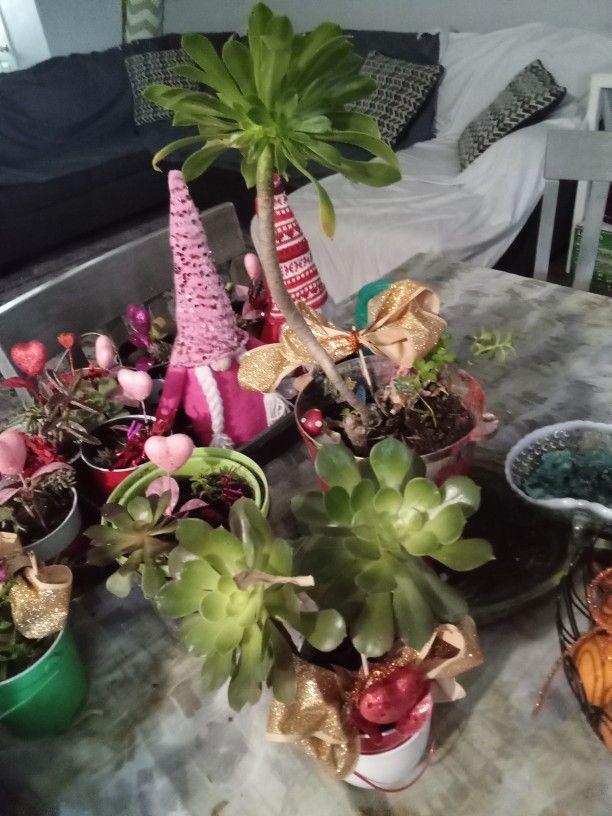 Valentine's Day Plants