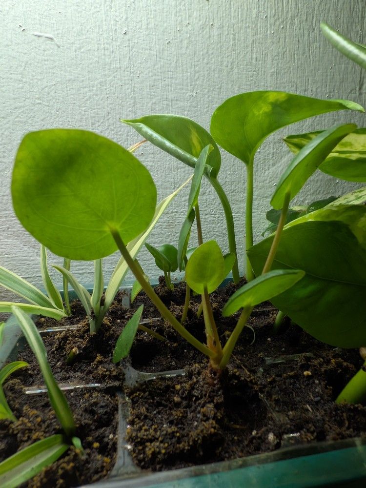Money Plant Rooted Cuttings