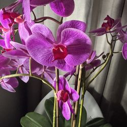 Silk Orchid (Phalaenopsis) Flower Arrangement