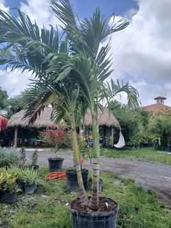 Christmas Palm Trees 25gl $120🌴