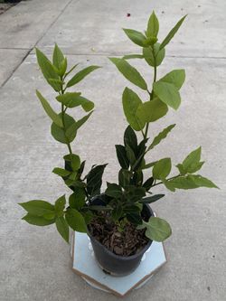 Planta De Laurel , Es Planta Aromática Para Ponerle A la Comida Esta En Maceta De 1 Gallón Pick Up Only