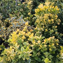 Beautiful Color And Beautiful Plants.